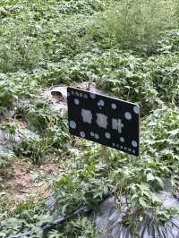 廣州駕車1小時：秋季生態度假新體驗。