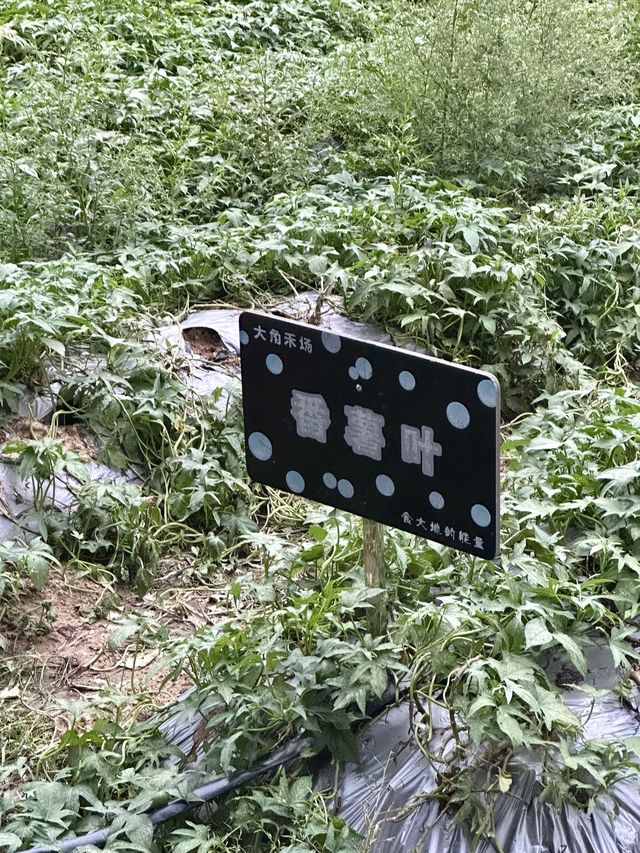 廣州駕車1小時：秋季生態度假新體驗。