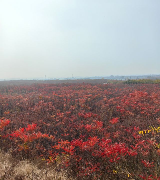 荒野紅葉，異星礦場。