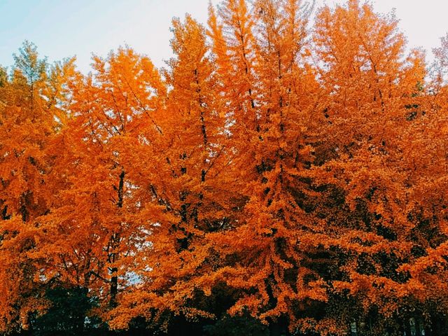 Chaoyang Park: Autumn Carpet of Yellow and Red Leafs