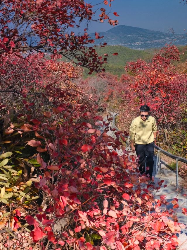 我發現了鄭州最小眾無人紅葉谷了。