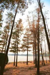 北龍湖濕地公園的水杉，開始紅了。