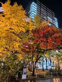 【北海道大通公園】夜晚銀杏遊，感受秋夜寧靜