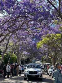 Sydney's Romantic Jacaranda Street