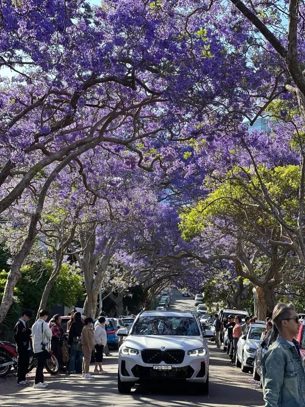 Sydney's Romantic Jacaranda Street