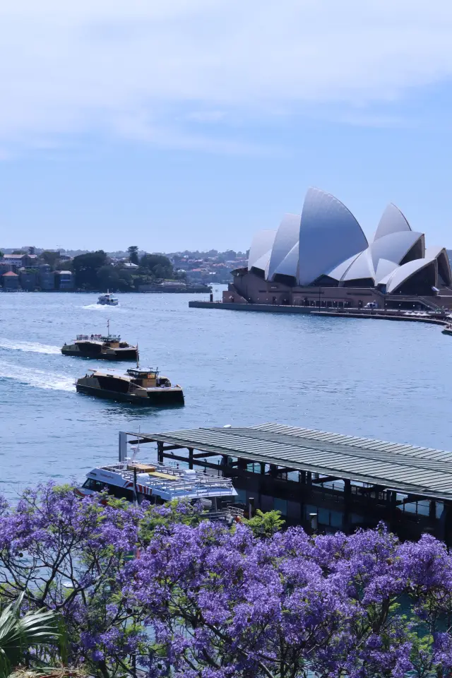 Successfully Captured Sydney's Jacarandas 💜 | Most Beautiful Stations