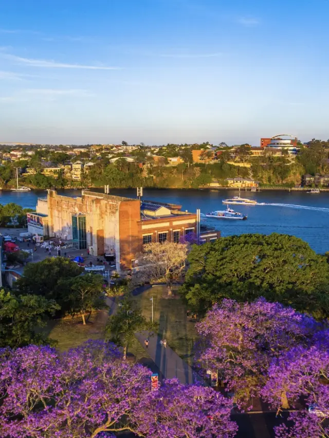 悉尼的藍花楹季節：完美拍照地點