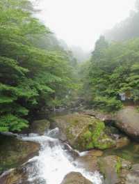行山秘笈—日本屋久島等你來。