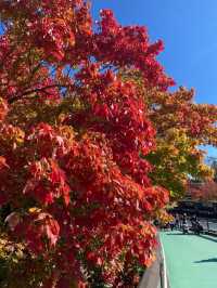 The Best Places to Enjoy Autumn Foliage in Nagoya