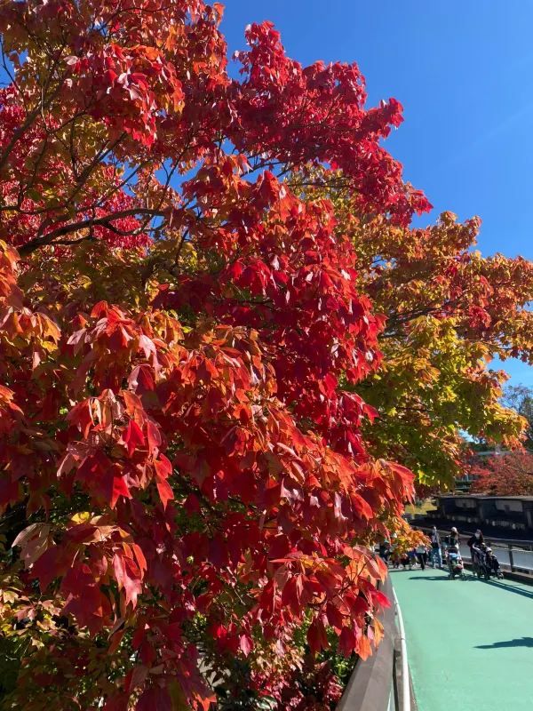 The Best Places to Enjoy Autumn Foliage in Nagoya