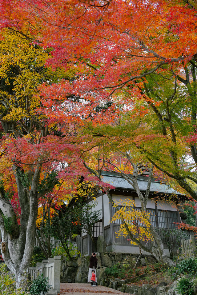 日本京都｜漫山紅葉與花水手的秋日至美。