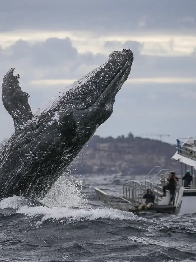 Sydney Whale Watching Guide! Whale watching by boat or on land, no need to worry about seasickness!