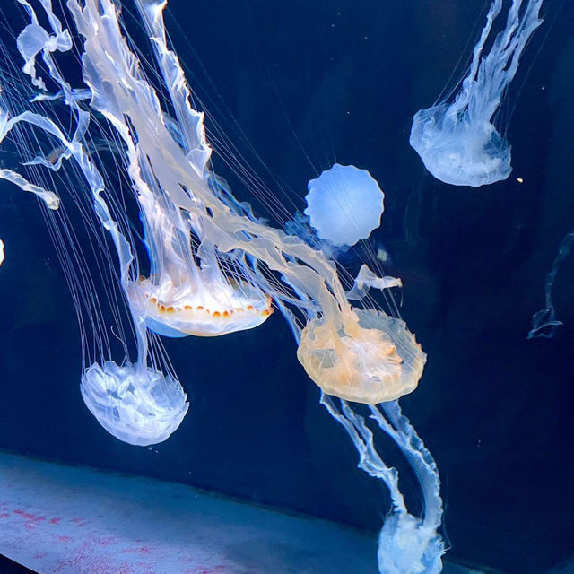 東京池袋陽光水族館：都市天空下的海洋奇遇