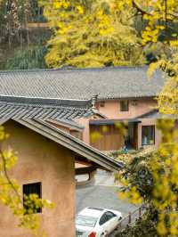 江西小眾旅行地  住進百年銀杏古村落。