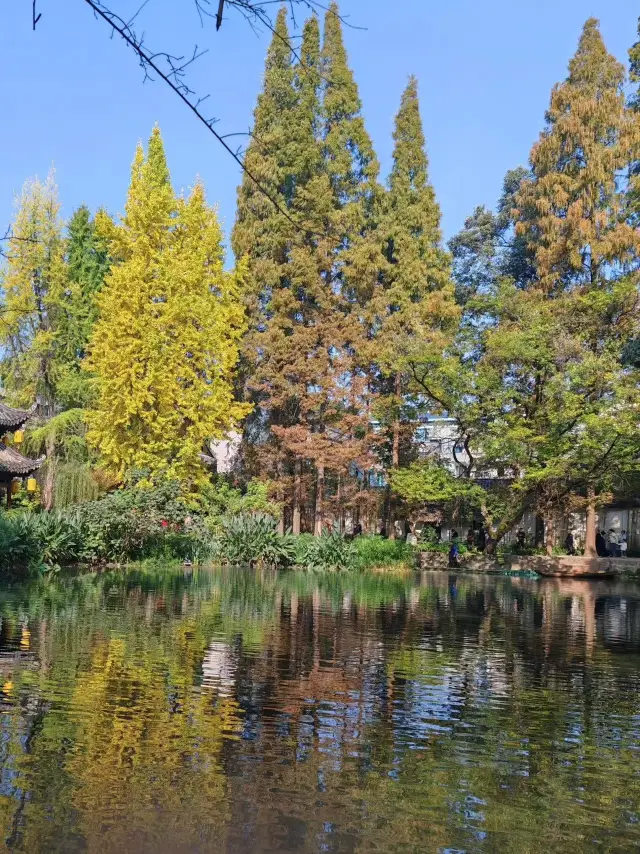Yanhua Pool in Chongzhou, where the ginkgo trees are as golden as a painting!