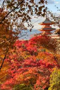 京都｜清水寺紅葉瀑布 風光無限