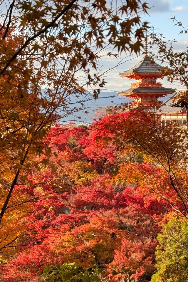 京都｜清水寺紅葉瀑布 風光無限