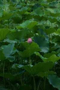 是重慶 是華嚴寺 是荷花