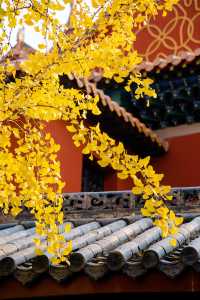2025年來武漢第一站本地人帶你逛歸元寺