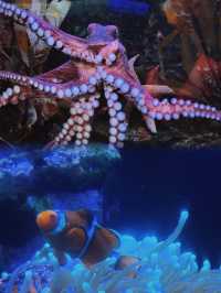 達拉斯水族館．連刷3次！逢人必誇