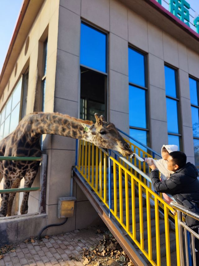 諸城動物園｜冬季寶藏小眾遛娃地