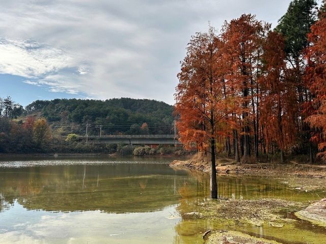 金鱗豈是池中物 | 江夏青龍山森林公園