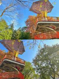 運河公園沙樹紅，霜染枝頭映碧空。