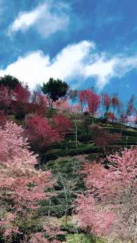 聽從建議去了無量山櫻花谷 真的美得讓我哭了