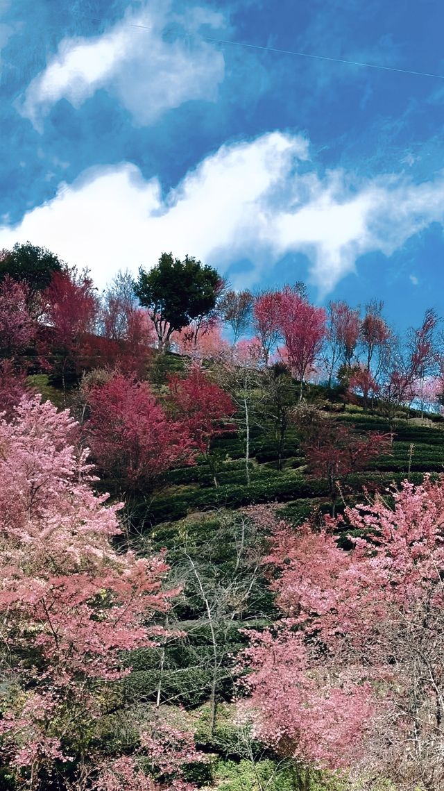 聽從建議去了無量山櫻花谷 真的美得讓我哭了