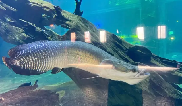 Hua Xia Wen Lv Ocean Park In-depth Tour: Follow This Guide to Avoid Pitfalls!