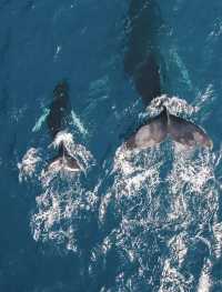 Sri Lanka Whale Watching Guide: Tips for a Flawless Experience