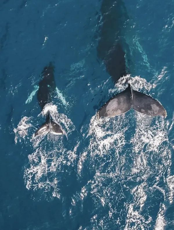 Sri Lanka Whale Watching Guide: Tips for a Flawless Experience