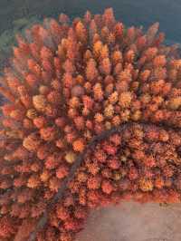 超美的長沙松雅湖紅杉林，你打卡了嗎？