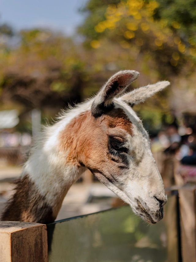 【廣州長隆】野生動物園兩日遊，與小動物親密接觸