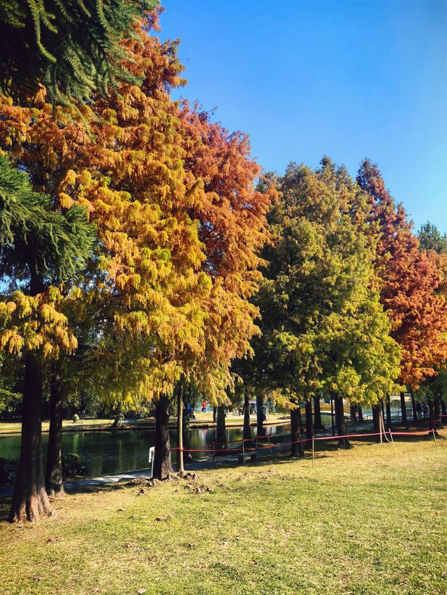 南湖公園落羽杉又紅啦