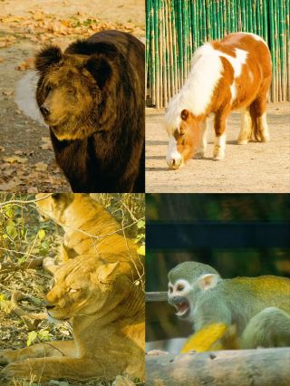 Winter Reverse Travel | Get Up Close and Personal with Animals at Zhoukou Wildlife Park (with Guide)