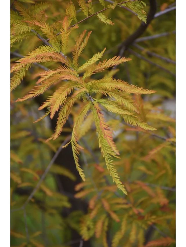 東山水庫的落羽松終於紅啦，原圖直出