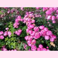 Discover the Hidden Gem of Auckland: The Botanic Gardens