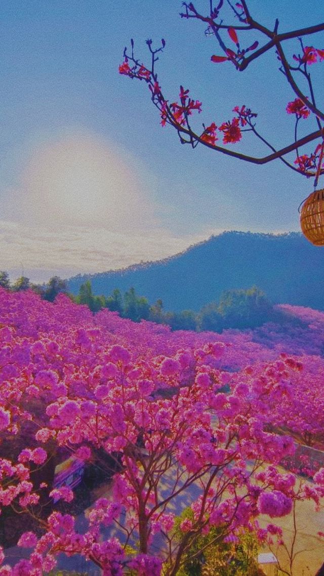 《1 月 18 日實拍廣東：十五日限定的超絕夢幻之地》