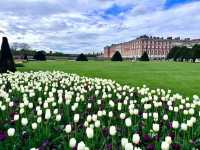 Complete Guide to the Hampton Court Palace Tulip Festival