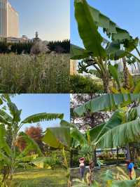 澳門氹仔人工濕地公園，一個小眾寧靜的寶藏之地