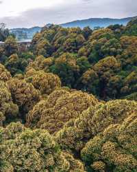 探秘馬來西亞最高公路旁的秘境森林，必打卡的治癒系行山路線！