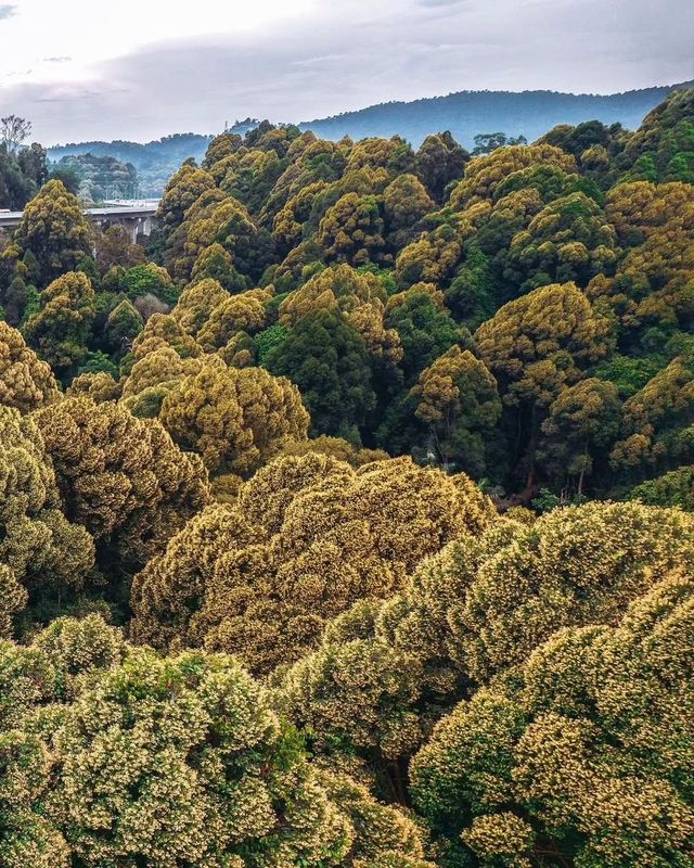 探秘馬來西亞最高公路旁的秘境森林，必打卡的治癒系行山路線！