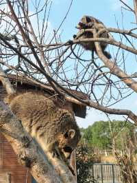 市區公園裏藏了個動物園！這也太超前了吧！