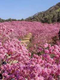 江門綠美生態園：广东最美的粉色花海❗️最佳观赏期❗️