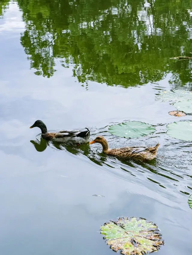 冬日遊玩好去處雲南昆明-騰沖-瑞麗攻略來啦