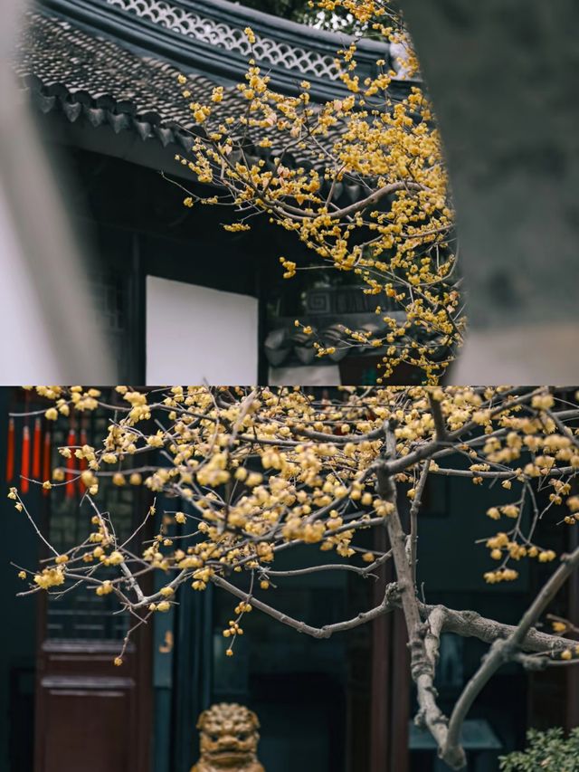 上海賞梅一日遊‖打卡避坑攻略 上海賞梅一日遊‖打卡避坑攻略