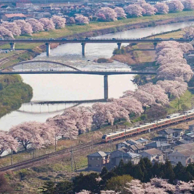 2月錯峰去日本！伊豆河津早櫻🌸人少景美