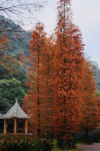 廣東寶藏森林公園，可駕車前往！