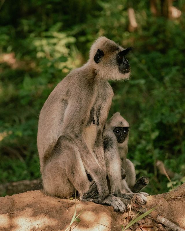 入住斯里蘭卡這家度假村，出門即可觀賞野生動物